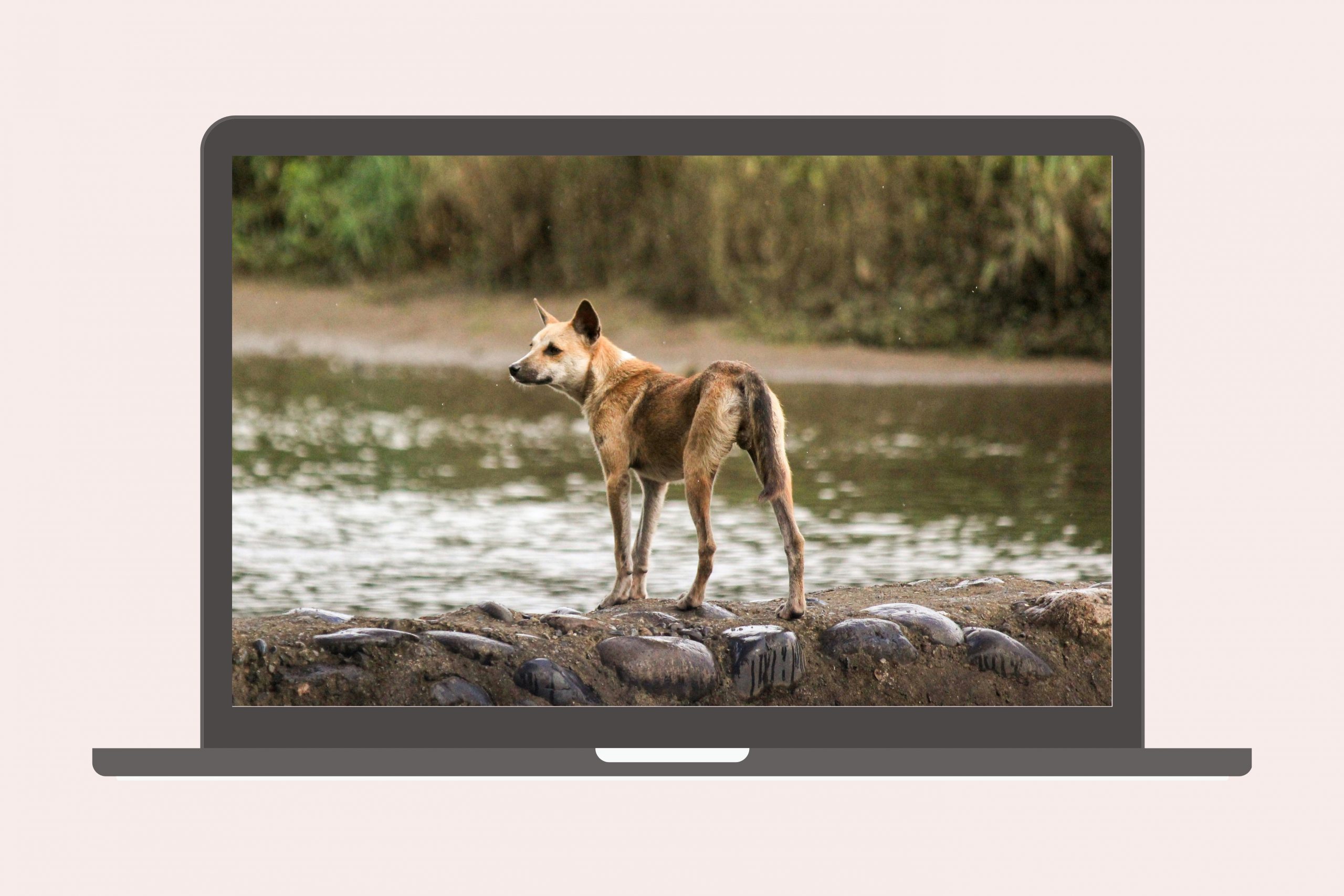 Wie treffen Hunde Entscheidungen und was bedeutet das für unser Training?