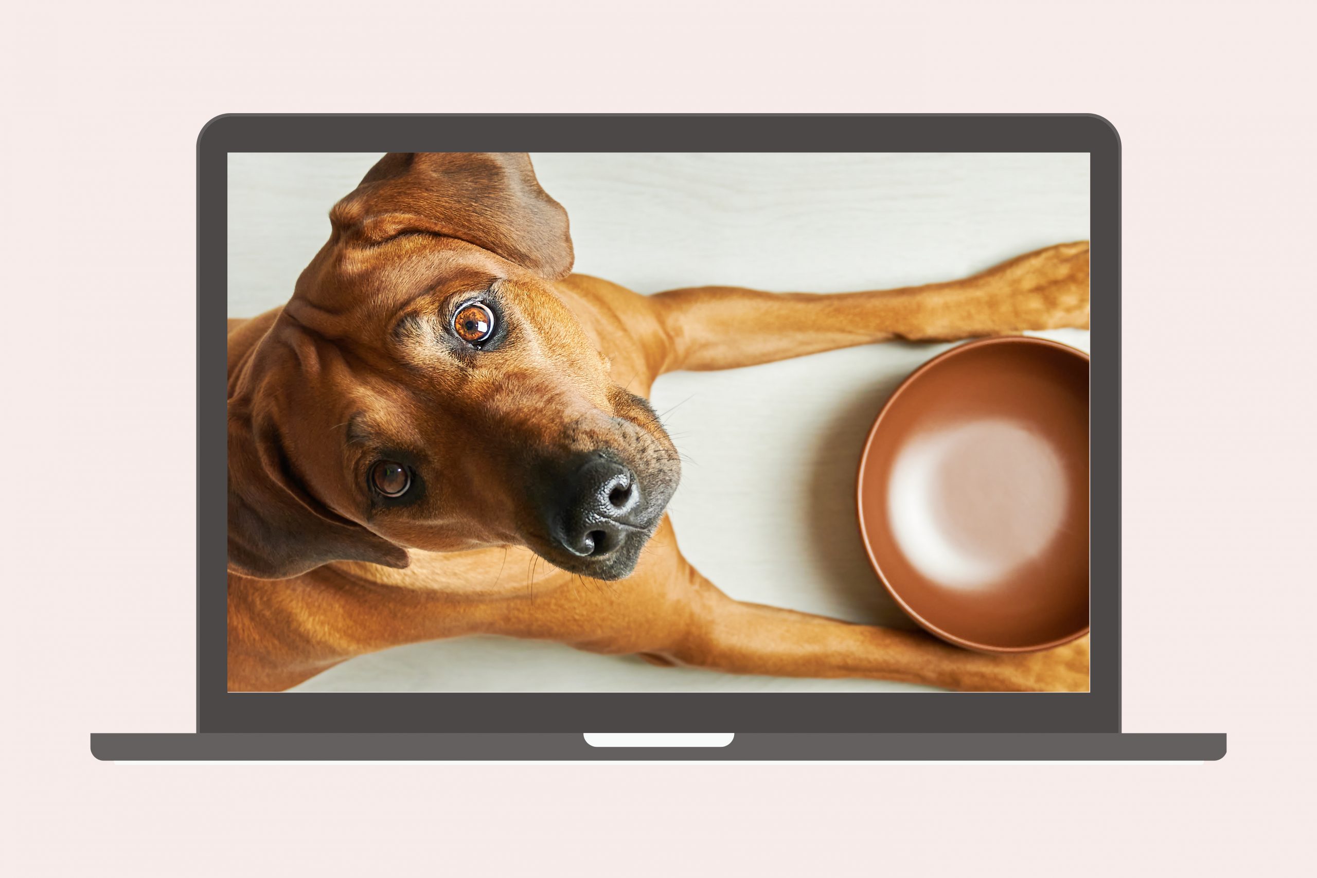 Wie zuverlässig sind Hunde im Einschätzen von Mengen? Warum „mehr“ nicht immer besser ist und weshalb oft etwas ganz anderes zählt