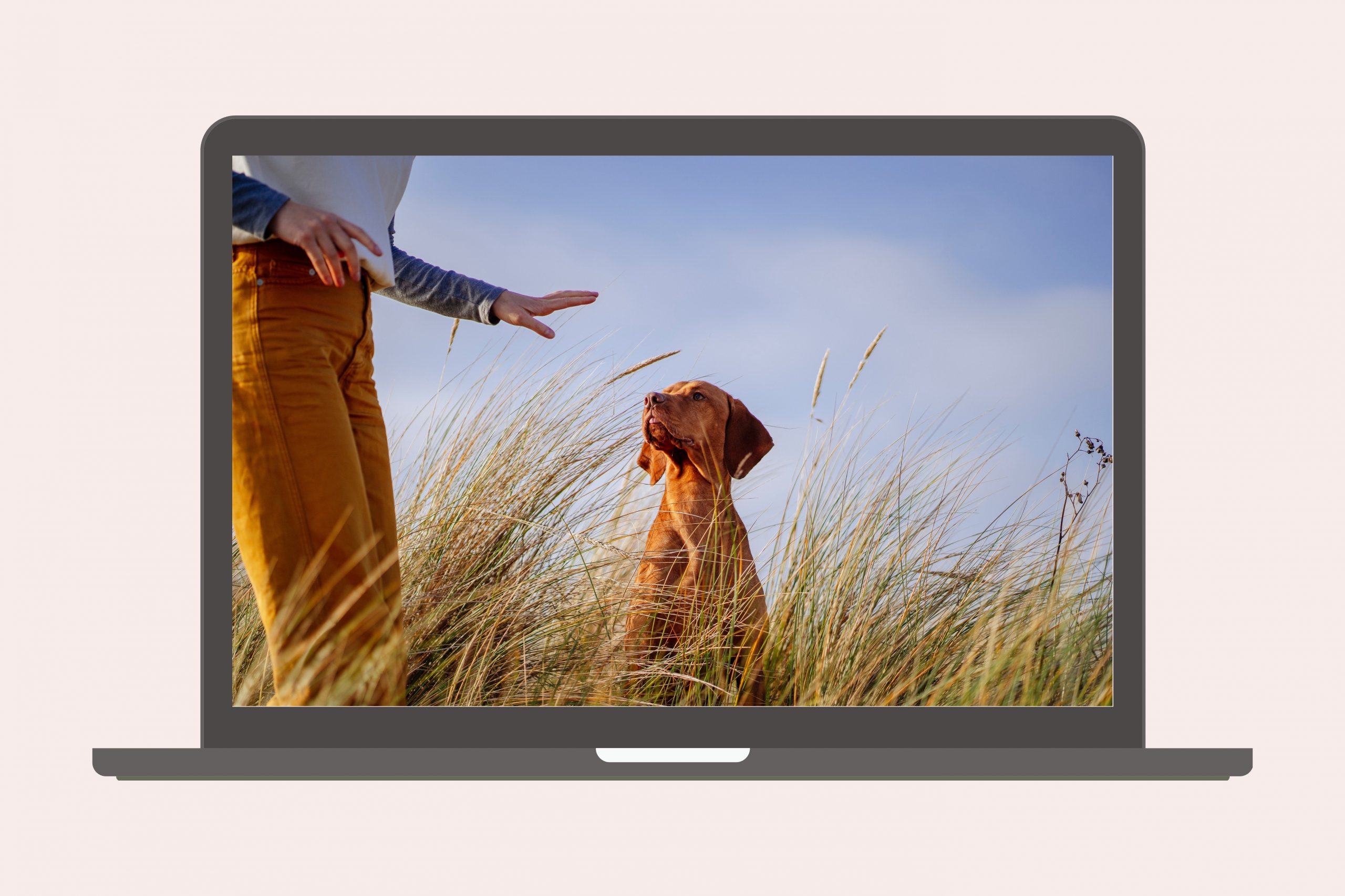 Vertrauen oder Funktion? Die Idee von Respekt im Hundetraining